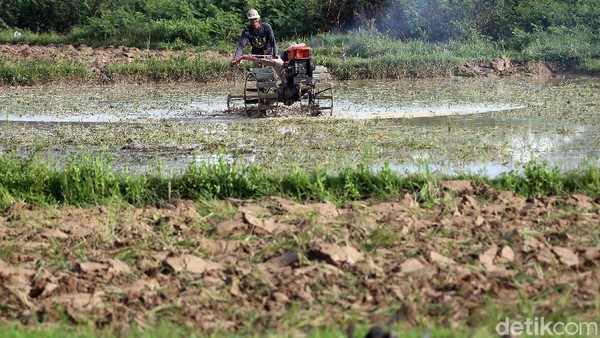 Geliat Petani Cikarang di Tengah Pandemi Corona