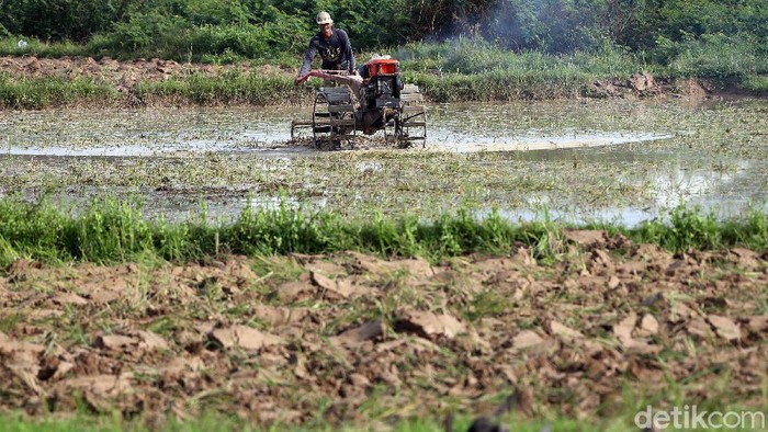 Merebaknya wabah Virus Covid-19 (Corona) tampaknya tidak terlalu risau dan tak berpengaruh pada kehidupan petani di wilayah Cikarang, Kabupaten Bekasi, Jawa Barat. Mereka tetap menggarap sawahnya.