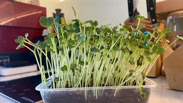 berkebun sayuran microgreens berkebun sayuran microgreens