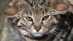 Awas! Kucing Ini Gemesin tapi Mematikan