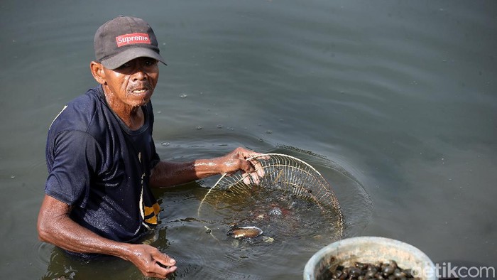 Pencari Keong di Danau Cileungsi Bogor Di tengah pandemi COVID-19 dan usianya yang semakin senja, Pak Anang tetap semangat mencari keong untuk menghidupi keluarga. Dia mencari kerang di Danau Cileungsi, Kabupaten Bogor, Jumat (29/5/2020).