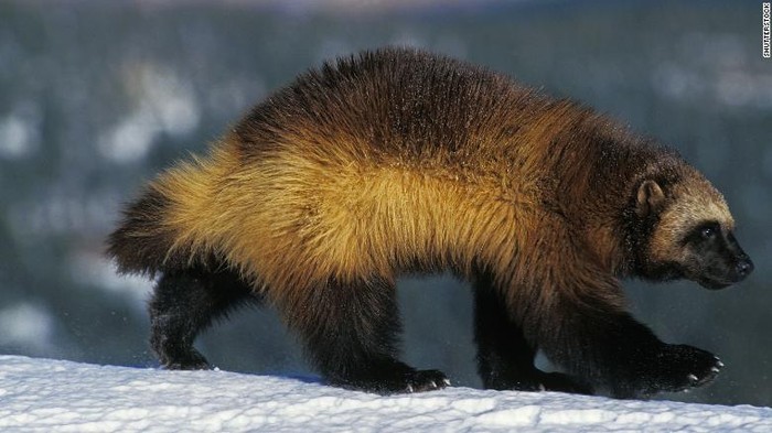 Wolverine atau beruang mini