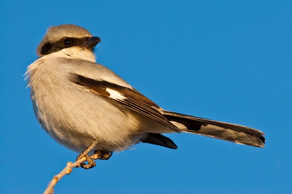 Shrike berukuran kecil dan berbulu indah. Cakar dan paruhnya tak mencolok seperti burung pemangsa. (Getty Images/iStockphoto)