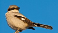 Shrike berukuran kecil dan berbulu indah. Cakar dan paruhnya tak mencolok seperti burung pemangsa. (Getty Images/iStockphoto)