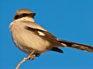 Shrike, Burung Bersuara Merdu yang Sadis