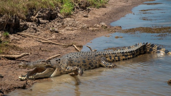 Buaya air asin adalah reptil terbesar di dunia. Reptil itu dapat tumbuh hingga 6 meter dan dapat berenang hingga 29 kpj, tiga kali lebih cepat dari manusia perenang tercepat. Populasi buaya air asin liar terbesar dapat ditemukan di Australia di Taman Nasional Kakadu dan Taman Nasional Nitmiluk. Buaya air asin adalah reptil terbesar di dunia. Reptil itu dapat tumbuh hingga 6 meter dan dapat berenang hingga 29 kpj, tiga kali lebih cepat dari manusia perenang tercepat. Populasi buaya air asin liar terbesar dapat ditemukan di Australia di Taman Nasional Kakadu dan Taman Nasional Nitmiluk.