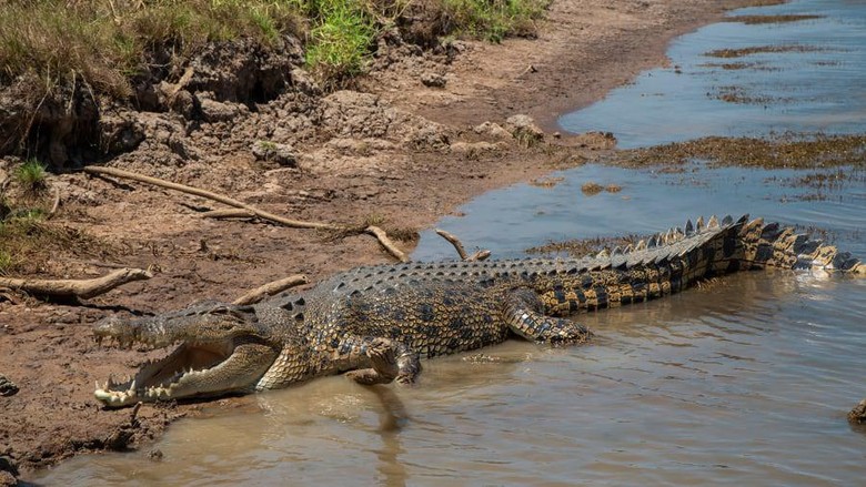 Buaya Air Asin, makhluk hidup terbesar bumi