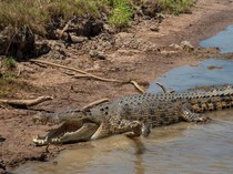 Penelitian Ungkap Dulu Ada Buaya Air Asin yang Kuasai Samudra Hindia hingga Seychelles