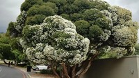 Memiliki daun yang bergerombol, pohon ini sekilas terlihat seperti sayuran brokoli. Foto: Istimewa