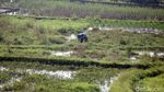 Geliat Petani Cikarang di Tengah Pandemi Corona