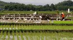 Terjaganya Habitat Burung Kuntul di Wonogiri