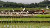 Tidak heran jika setiap menjelang musim tanam baru burung-burung merubungi lahan sawah yang tengah dibajak petani menjadi pemandang unik tersendiri.