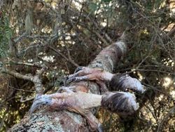 Kumpulan Foto Alam Liar yang Bikin Bergidik