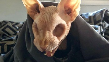 Kucing sphynx yang tidak memiliki mata. Foto: Bored Panda