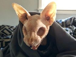 Kumpulan Foto Alam Liar yang Bikin Bergidik