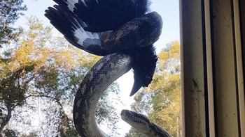 Burung gagak yang sudah pasrah setelah dibelit ular piton. Foto: Bored Panda