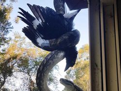 Kumpulan Foto Alam Liar yang Bikin Bergidik