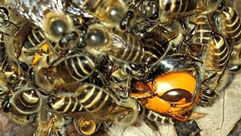 Sekumpulan lebah membunuh tawon pembunuh dengan cara meningkatkan temperatur tubuhnya hingga tawon itu kepanasan. Foto: Bored Panda