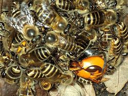 Kumpulan Foto Alam Liar yang Bikin Bergidik