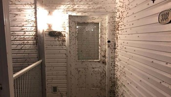 Rumah ini mendadak diinvasi segerombol laba-laba. Foto: Bored Panda