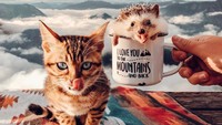 Mereka bahkan pernah sampai ke puncak gunung (mr.Pokee/Instagram)