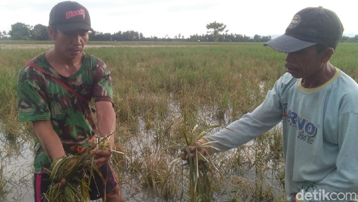 Banjir rendam persawahan di Polman, Sulbar.