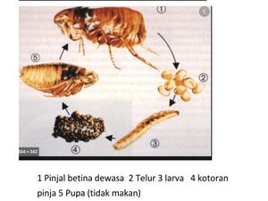 Balita Tsamara Diduga Bukan Digigit Kutu Kucing tapi Pinjal, Apa Bedanya?
