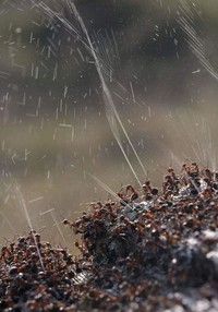 Foto alam liar bikin bergidik