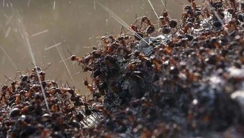 Kawanan semut yang menyemprotkan asam kepada musuhnya. Foto: Bored Panda
