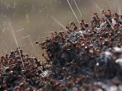 Kumpulan Foto Alam Liar yang Bikin Bergidik