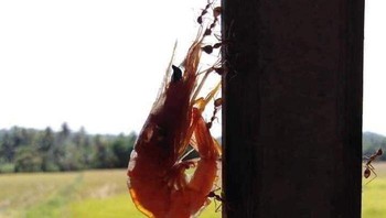 Semut bergotong-royong mencuri udang. Foto: Bored Panda