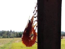 Kumpulan Foto Alam Liar yang Bikin Bergidik