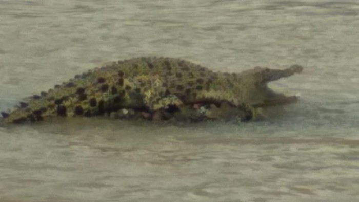 Buaya kagetkan pemancing sukabumi
