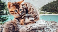 Mereka diadopsi pada tahun 2019, saat Ginus kehilangan landak pertamanya, Pokee. Semenjak itu, mereka suka traveling bersama (mr.Pokee/Instagram).