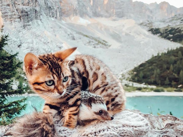 Mereka diadopsi pada tahun 2019, saat Ginus kehilangan landak pertamanya, Pokee. Semenjak itu, mereka suka traveling bersama (mr.Pokee/Instagram). Mereka diadopsi pada tahun 2019, saat Ginus kehilangan landak pertamanya, Pokee. Semenjak itu, mereka suka traveling bersama (mr.Pokee/Instagram).