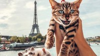  Si landak Herbee dan kucing Audree senang menghabiskan waktu dengan jalan-jalan keliling dunia. Mereka pernah ke Menara Eiffel loh. (mr.Pokee/Instagram)