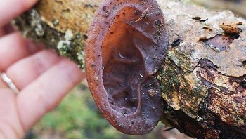 Jamur yang sangat mirip dengan telinga manusia ini justru bikin bingung. Foto: Bored Panda