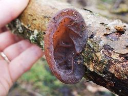 Kumpulan Foto Alam Liar yang Bikin Bergidik