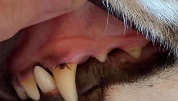 Ketika kutu menyusup hingga gusi anjing yang malang. Foto: Bored Panda