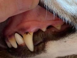 Kumpulan Foto Alam Liar yang Bikin Bergidik