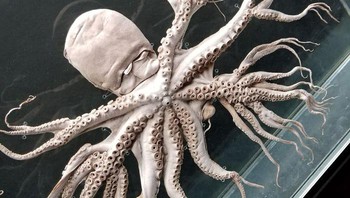 Mutasi langka membuat tentakel gurita ini jadi bercabang. Foto: Bored Panda