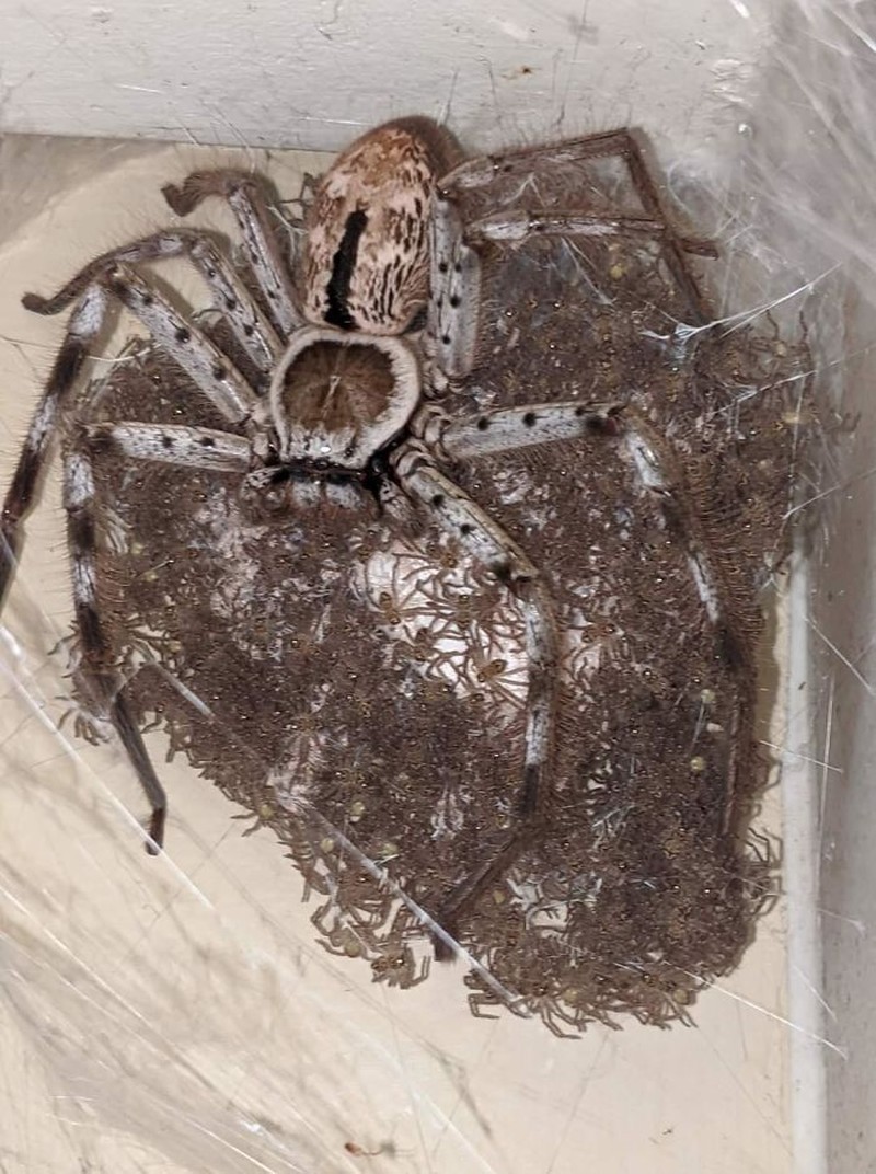 Foto alam liar bikin bergidik