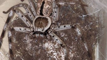 Bangkai laba-laba besar yang dikerubungi ratusan laba-laba kecil. Foto: Bored Panda