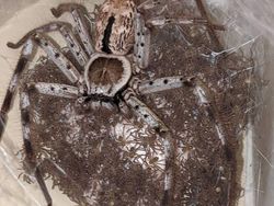 Kumpulan Foto Alam Liar yang Bikin Bergidik