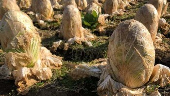 Bukan telur alien, ini kebun kubis di Jepang. Foto: Bored Panda