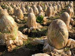 Kumpulan Foto Alam Liar yang Bikin Bergidik