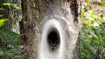 Sarang laba-laba ini seperti portal menuju dunia lain. Foto: Bored Panda