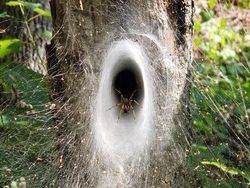 Kumpulan Foto Alam Liar yang Bikin Bergidik