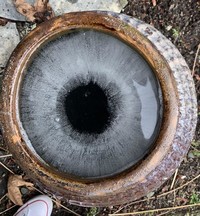 Foto alam liar bikin bergidik