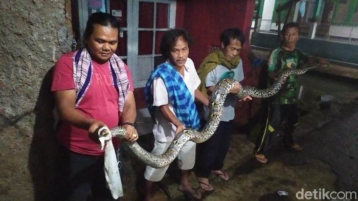 Warga Cianjur menangkap ular sanca berukuran 4,5 meter